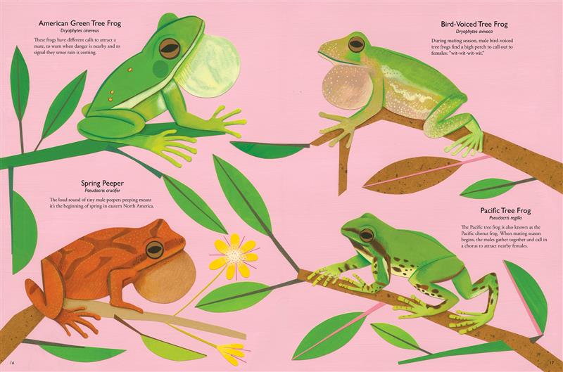 My Book of Frogs and Toads - Image 3