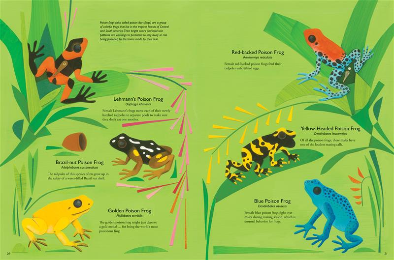 My Book of Frogs and Toads - Image 4
