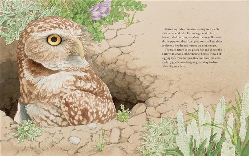The Burrowing Owls of the Prairie Grasslands - Image 3