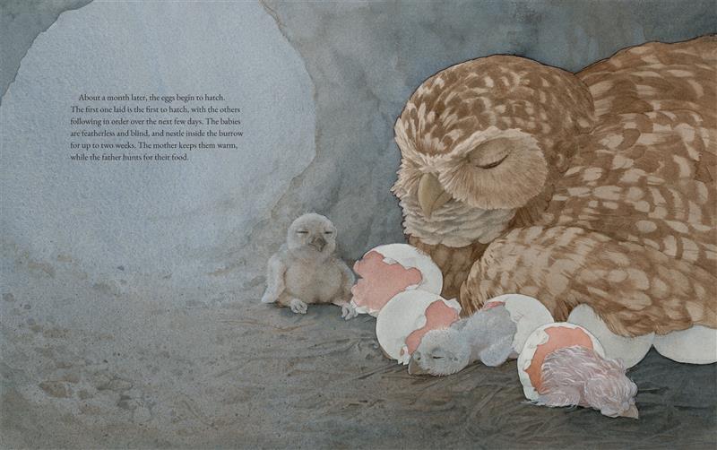 The Burrowing Owls of the Prairie Grasslands - Image 4
