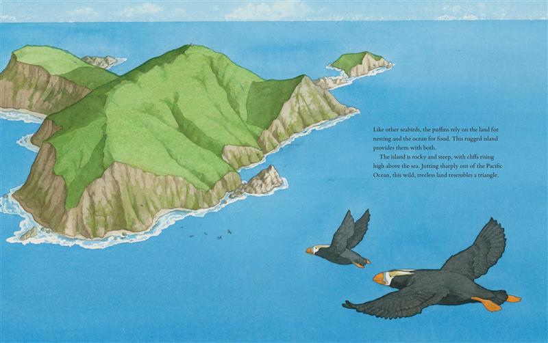 The Tufted Puffins of Triangle Island - Image 3
