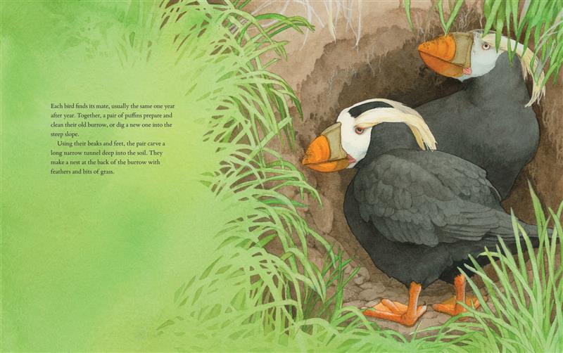 The Tufted Puffins of Triangle Island - Image 4