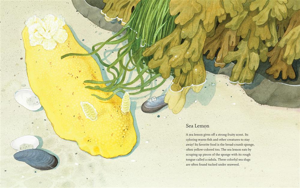 West Coast Wild at Low Tide - Image 4