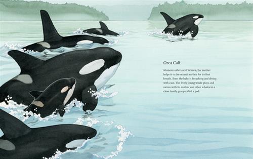 West Coast Wild Babies - Image 3