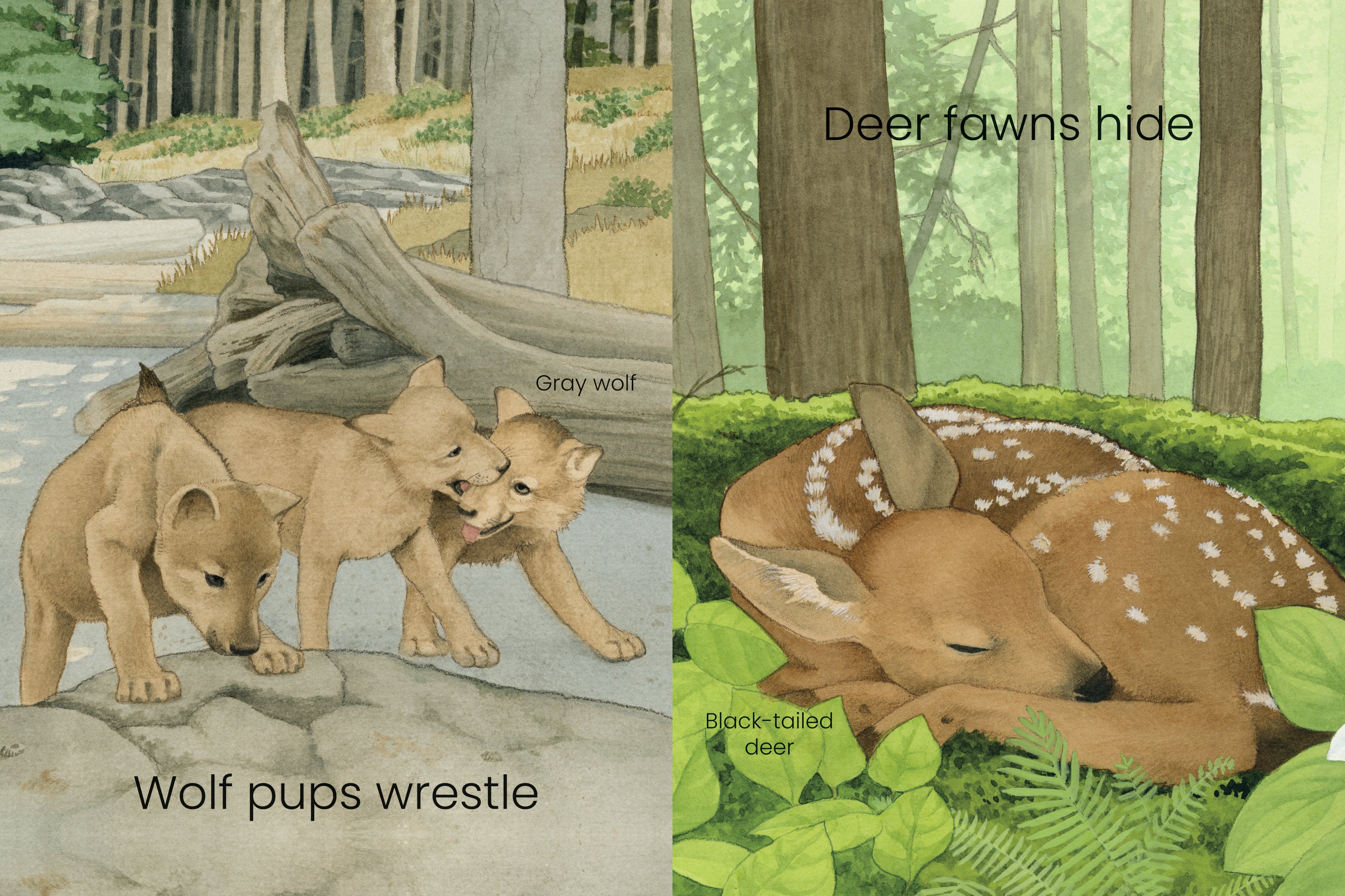 West Coast Wild Baby Animals - Image 3