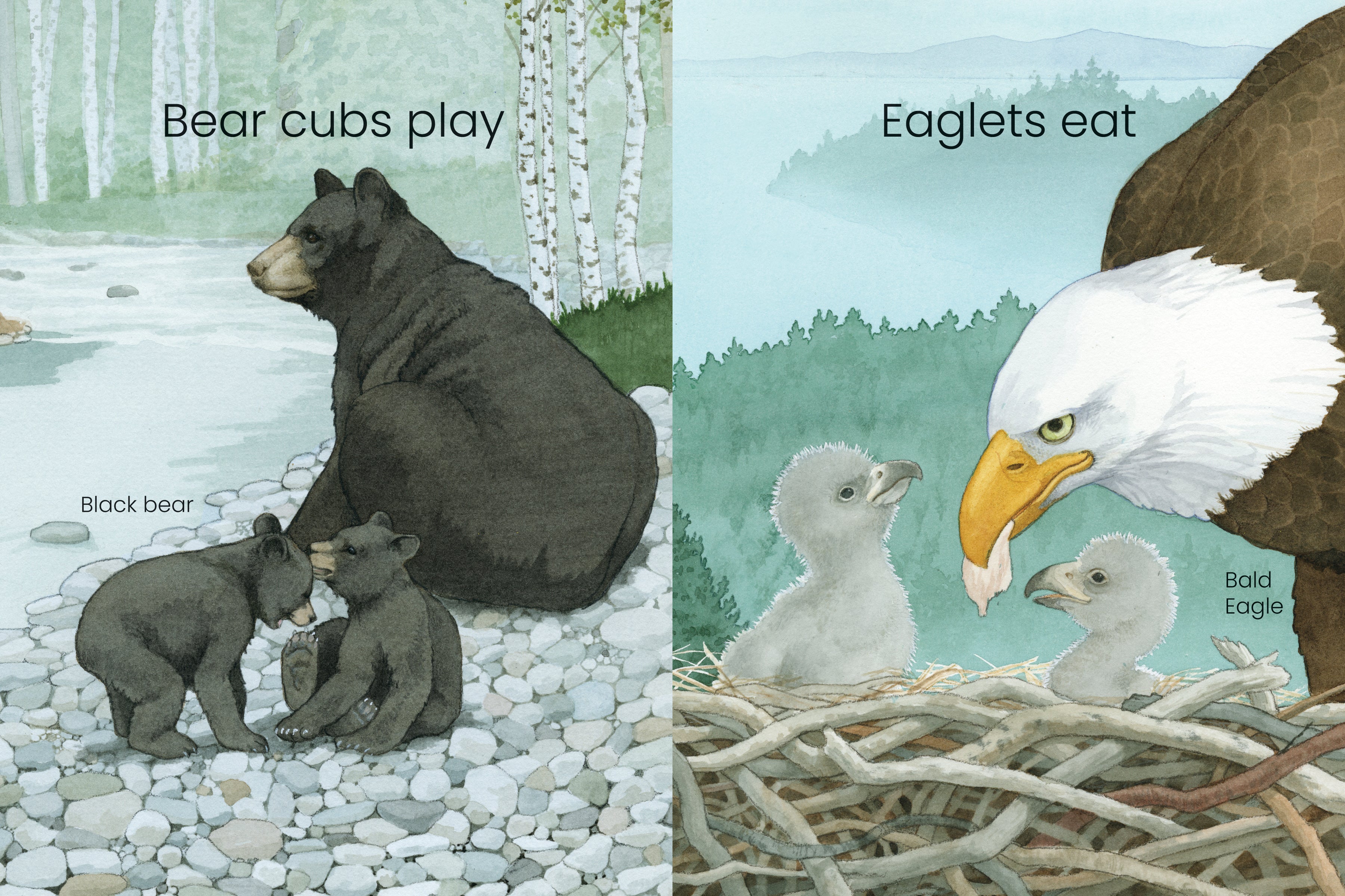 West Coast Wild Baby Animals - Image 4