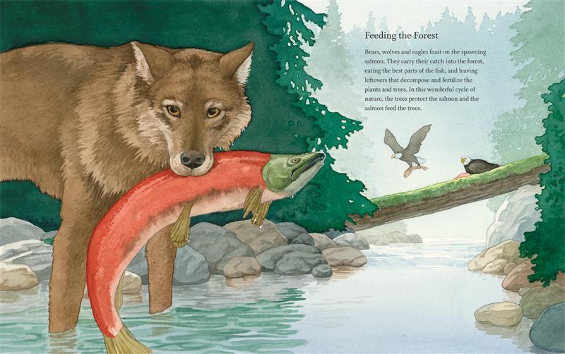 West Coast Wild Rainforest - Image 4