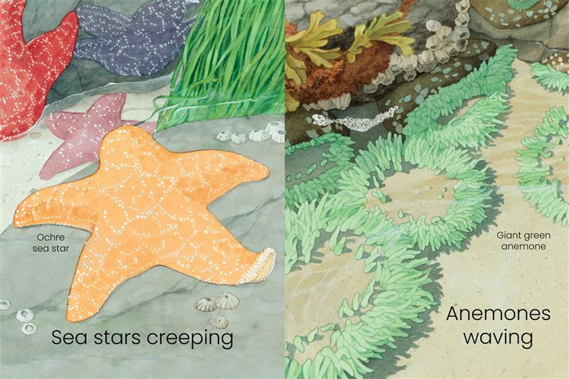 West Coast Wild Seashore Hide and Seek - Image 3